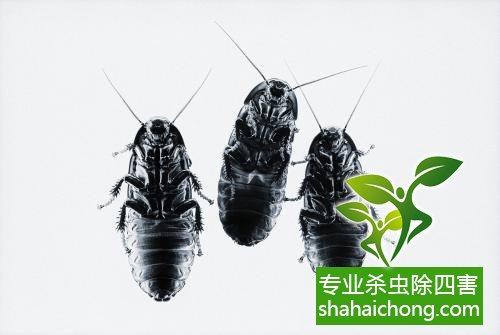 家里有蟑螂怎么辦,蟑螂怎么消滅 殺蟑螂公司怎么樣滅蟑螂