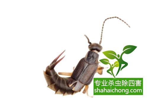 家里有蟑螂怎么辦,蟑螂怎么消滅 殺蟑螂公司怎么樣滅蟑螂