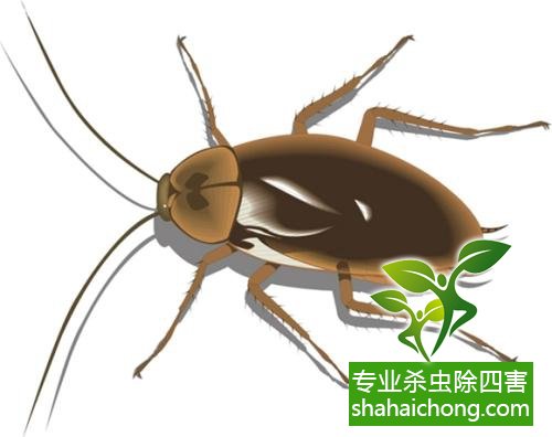 家里有蟑螂怎么辦,蟑螂怎么消滅 殺蟑螂公司怎么樣滅蟑螂