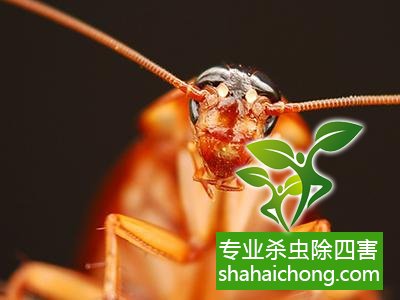家里有蟑螂怎么辦,蟑螂怎么消滅 殺蟑螂公司怎么樣滅蟑螂
