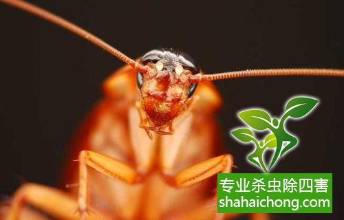 殺蟑螂公司怎么樣滅蟑螂