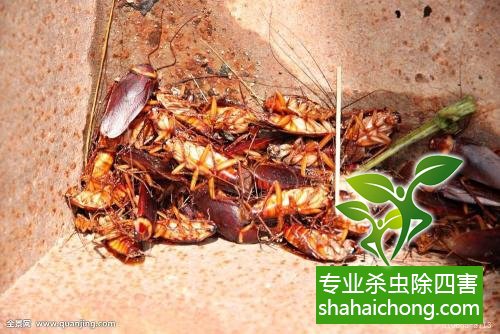 家里有蟑螂怎么辦,蟑螂怎么消滅 殺蟑螂公司怎么樣滅蟑螂