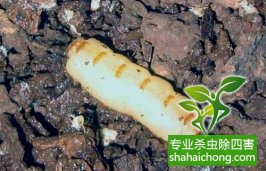 深圳白蟻防治公司 房屋白蟻防治 裝修殺白蟻  羅湖深圳專(zhuān)業(yè)滅白蟻服務(wù)