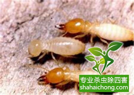 白蟻怎么治,白蟻防治方法