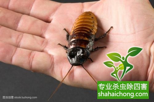 除蟑螂滅蟑螂的方法 如何消滅蟑螂,怎么樣滅除蟑螂