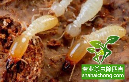 防治白蟻,白蟻防治方法 白蟻怎么治,怎么防治白蟻方法