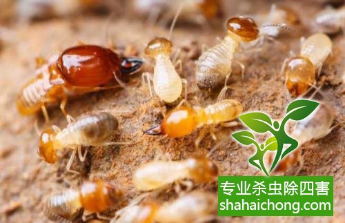 防治白蟻,白蟻防治方法 白蟻怎么治,怎么防治白蟻方法