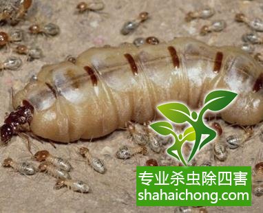 防治白蟻,白蟻防治方法 白蟻怎么治,怎么防治白蟻方法