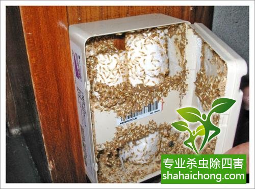 白蟻怎么治,怎么防治白蟻方法