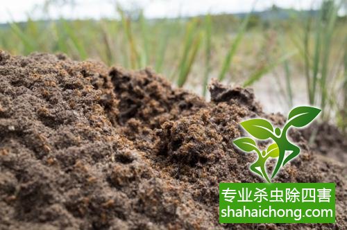 防治白蟻,白蟻防治方法 白蟻怎么治,怎么防治白蟻方法