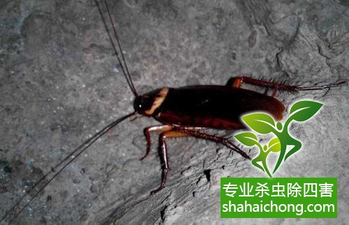 殺蟑螂公司怎么樣滅蟑螂