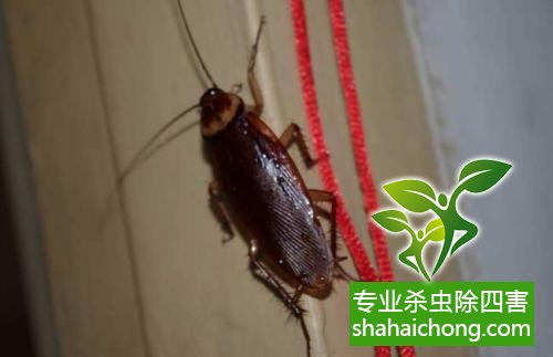 除蟑螂滅蟑螂的方法 如何消滅蟑螂,怎么樣滅除蟑螂
