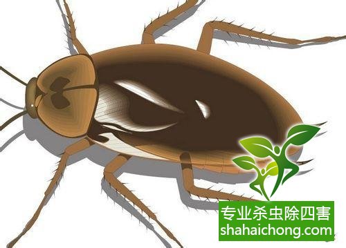 除蟑螂滅蟑螂的方法 如何消滅蟑螂,怎么樣滅除蟑螂
