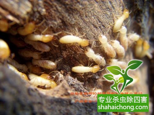 防治白蟻,白蟻防治方法 白蟻怎么治,怎么防治白蟻方法