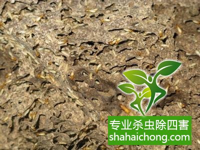 防治白蟻,白蟻防治方法 白蟻怎么治,怎么防治白蟻方法
