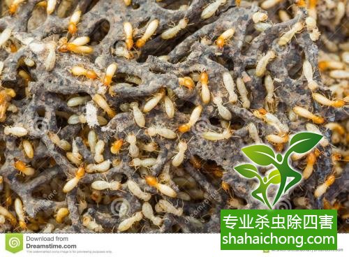 防治白蟻,白蟻防治方法 白蟻怎么治,怎么防治白蟻方法