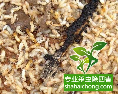 防治白蟻,白蟻防治方法 白蟻怎么治,怎么防治白蟻方法