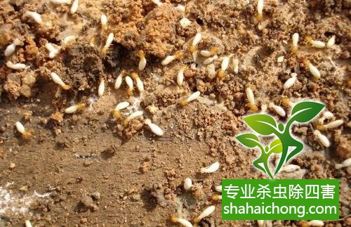 防治白蟻,白蟻防治方法 白蟻怎么治,怎么防治白蟻方法