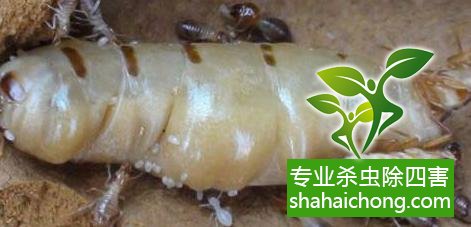 防治白蟻,白蟻防治方法 白蟻怎么治,怎么防治白蟻方法