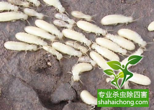 防治白蟻,白蟻防治方法 白蟻怎么治,怎么防治白蟻方法