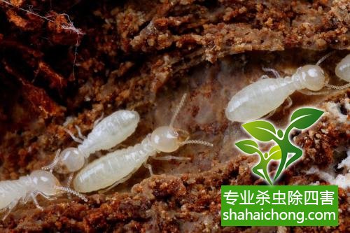 防治白蟻,白蟻防治方法 白蟻怎么治,怎么防治白蟻方法