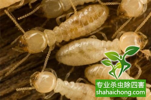 防治白蟻,白蟻防治方法 白蟻怎么治,怎么防治白蟻方法