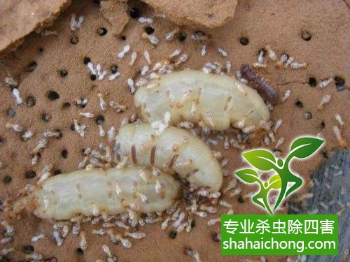 防治白蟻,白蟻防治方法 白蟻怎么治,怎么防治白蟻方法